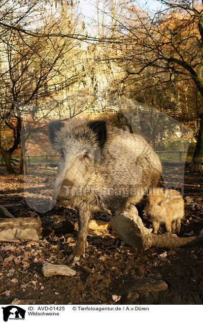 Wildschweine / wild boar / AVD-01425