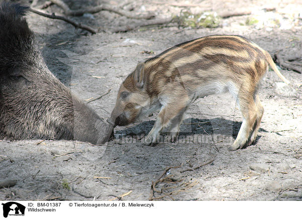 Wildschwein / wild boar / BM-01387