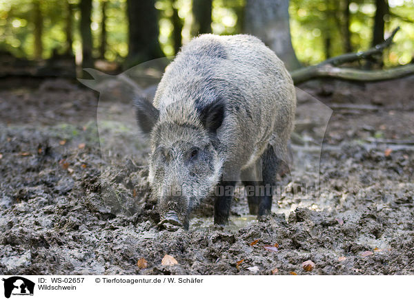 Wildschwein / wild boar / WS-02657