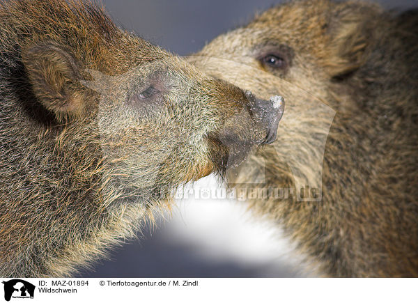 Wildschwein / wild boar / MAZ-01894