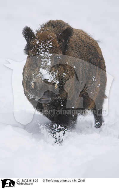 Wildschwein / wild boar / MAZ-01895