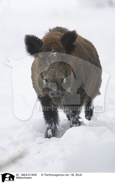 Wildschwein / wild boar / MAZ-01896