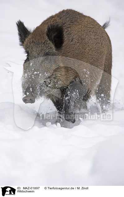 Wildschwein / wild boar / MAZ-01897