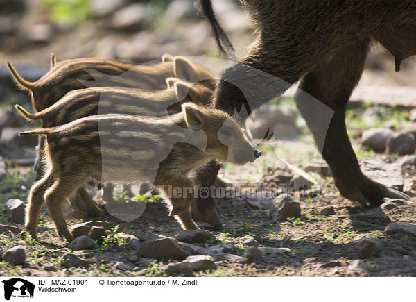 Wildschwein / wild boar / MAZ-01901