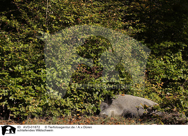 schlafendes Wildschwein / sleeping wild boar / AVD-01872