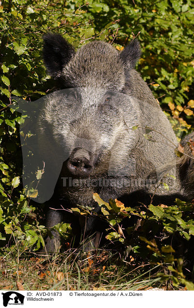 Wildschwein / wild boar / AVD-01873