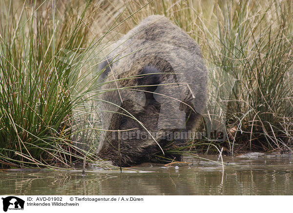 trinkendes Wildschwein / drinking wild boar / AVD-01902