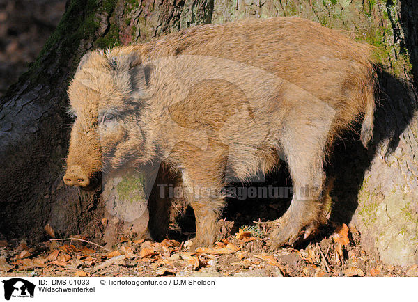 Wildschweinferkel / wild boar piglet / DMS-01033