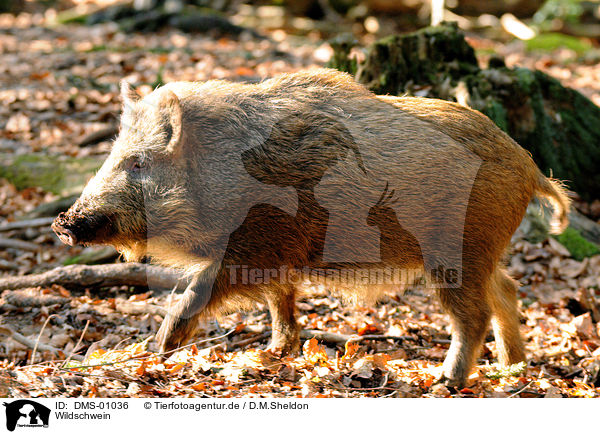 Wildschwein / wild boar / DMS-01036