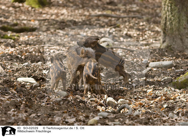 Wildschwein Frischlinge / SO-02029