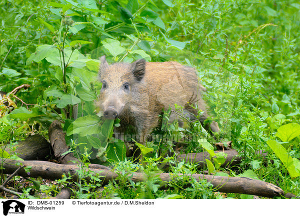 Wildschwein / wild boar / DMS-01259