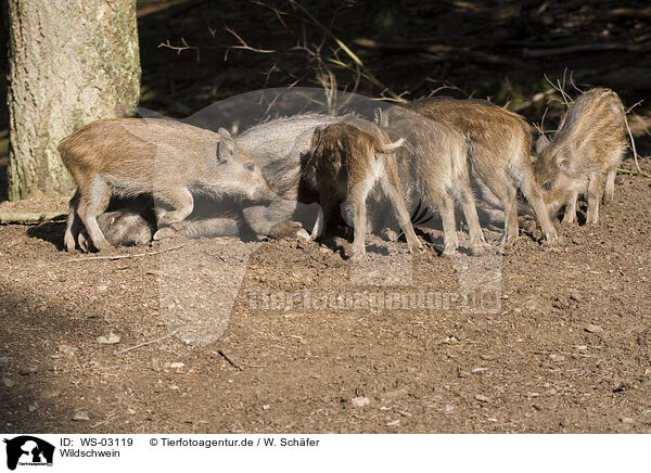 Wildschwein / WS-03119