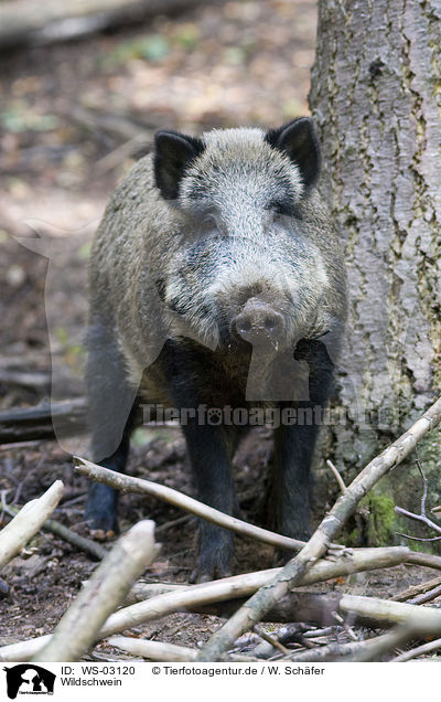 Wildschwein / WS-03120