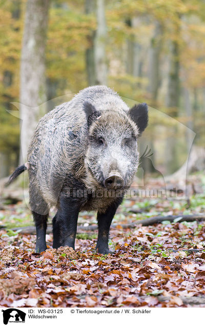 Wildschwein / WS-03125