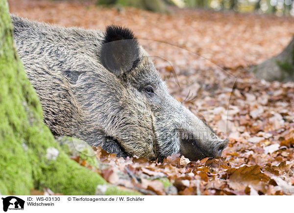 Wildschwein / WS-03130