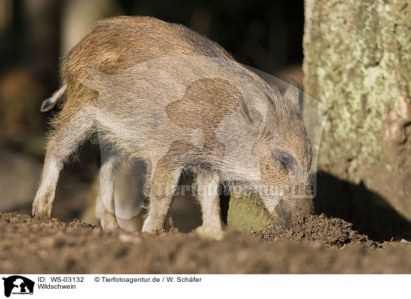 Wildschwein / WS-03132