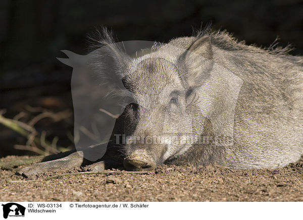 Wildschwein / WS-03134