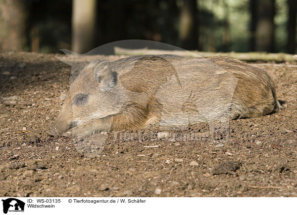 Wildschwein / wild boar / WS-03135