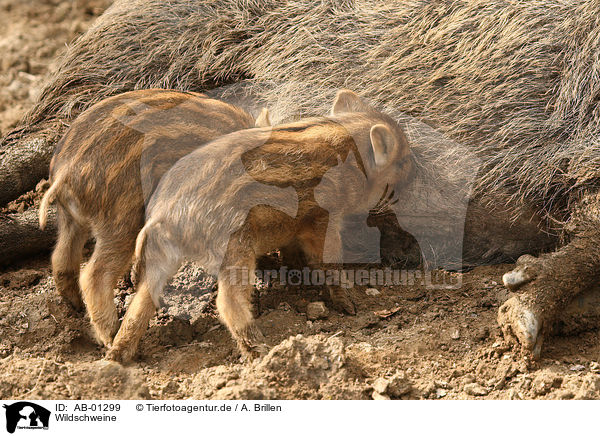 Wildschweine / wild boars / AB-01299