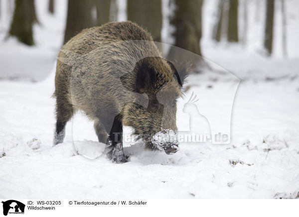 Wildschwein / wild boar / WS-03205