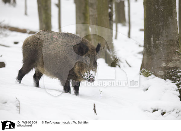 Wildschwein / wild boar / WS-03209