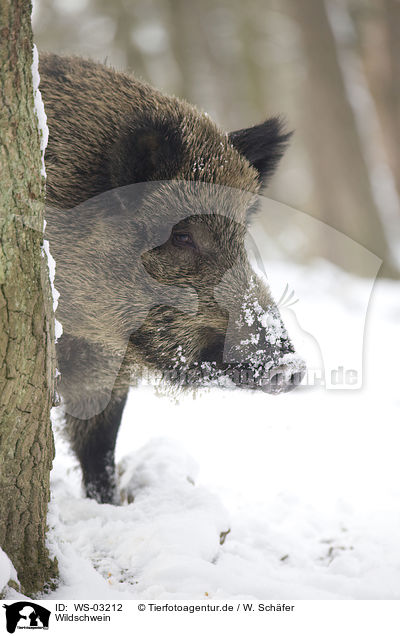 Wildschwein / wild boar / WS-03212