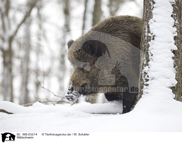Wildschwein / wild boar / WS-03214