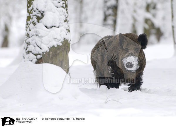 Wildschwein / wild boar / THA-02607