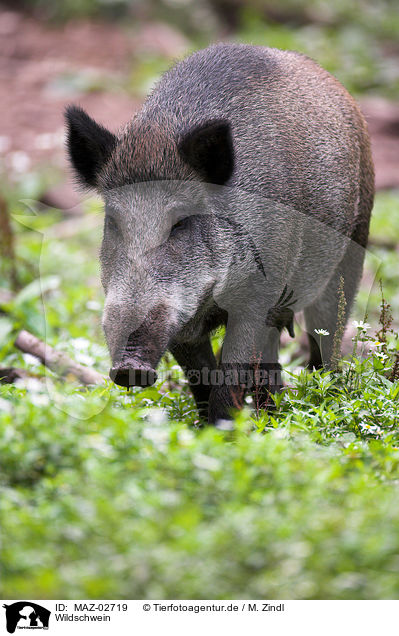 Wildschwein / MAZ-02719