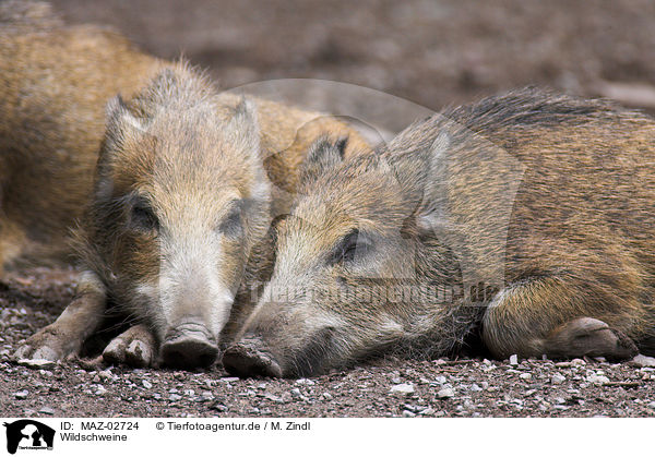 Wildschweine / MAZ-02724