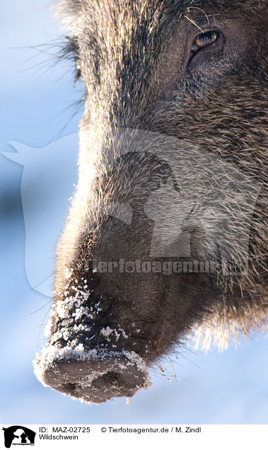 Wildschwein / MAZ-02725