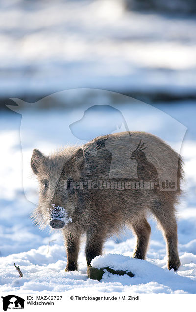 Wildschwein / MAZ-02727