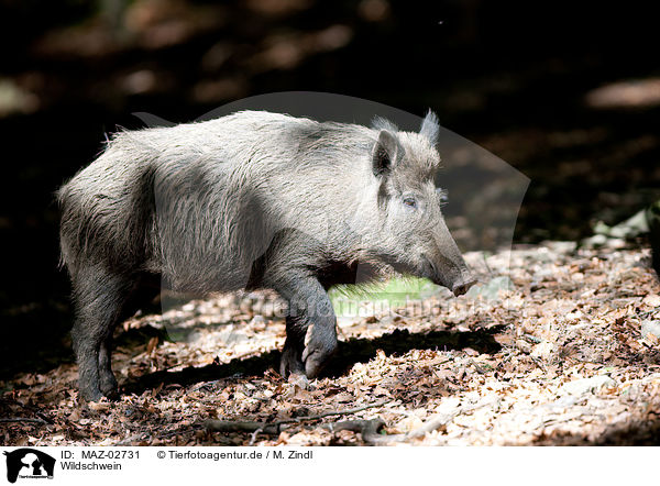 Wildschwein / MAZ-02731