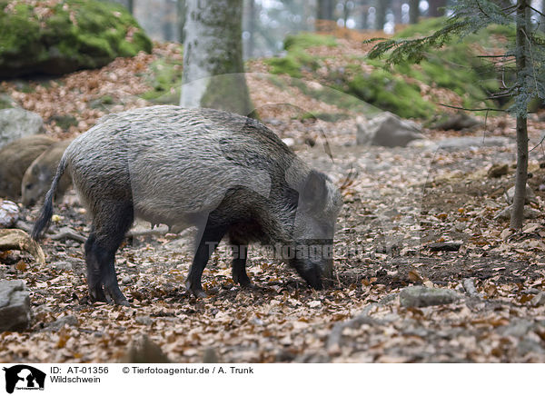 Wildschwein / AT-01356