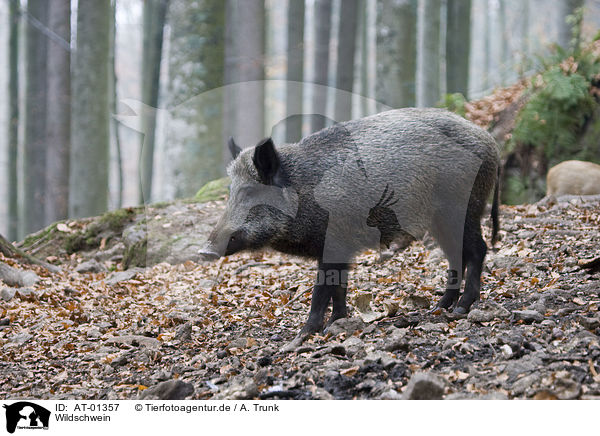 Wildschwein / AT-01357