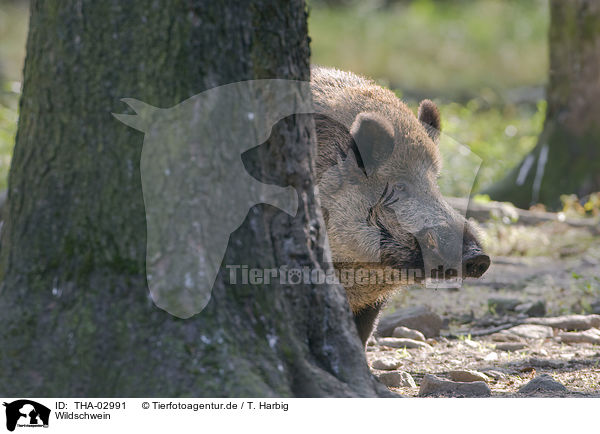 Wildschwein / THA-02991