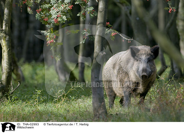 Wildschwein / THA-02993