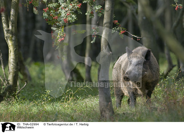 Wildschwein / THA-02994