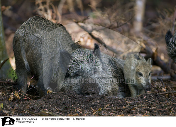 Wildschweine / THA-03022