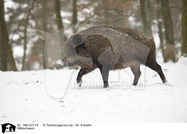 Wildschwein / wild boar / WS-03719