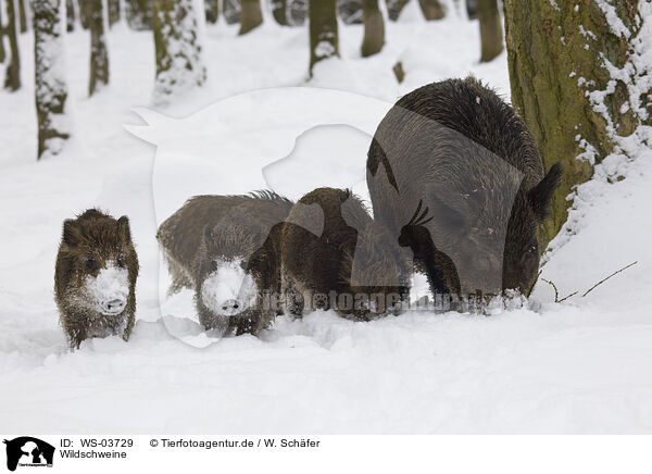 Wildschweine / WS-03729