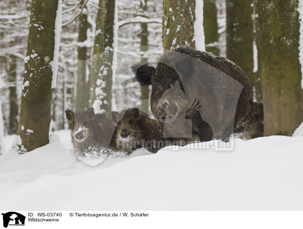 Wildschweine / WS-03740