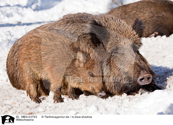 Wildschweine / wild hogs / MBS-03763