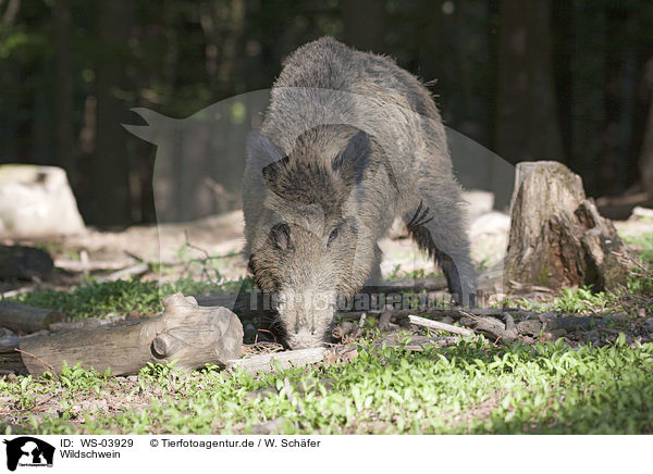Wildschwein / wild hog / WS-03929
