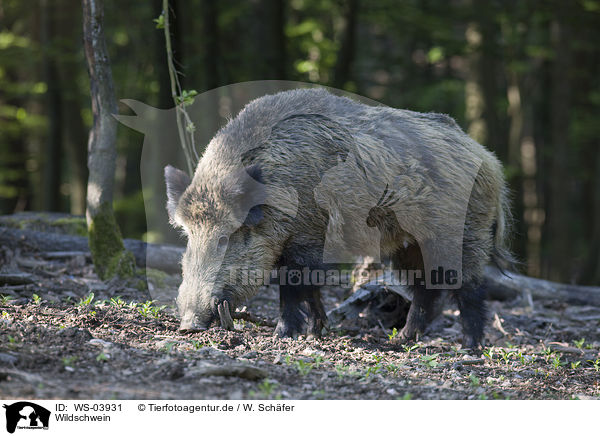 Wildschwein / wild hog / WS-03931