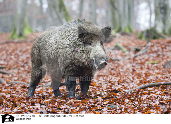 Wildschwein / WS-04276