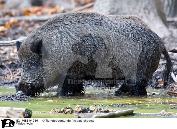 Wildschwein / wild boar / MBS-04546