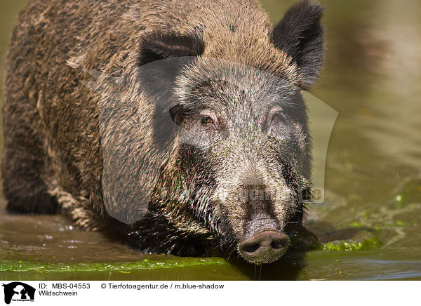 Wildschwein / wild boar / MBS-04553
