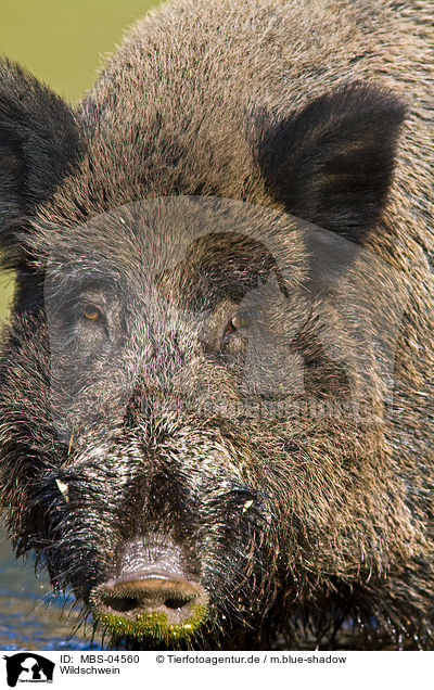 Wildschwein / wild boar / MBS-04560