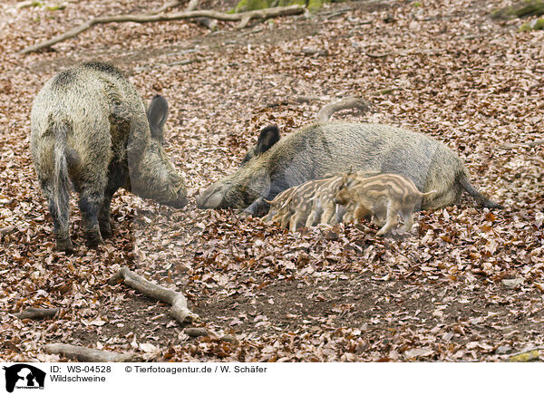 Wildschweine / wild hogs / WS-04528